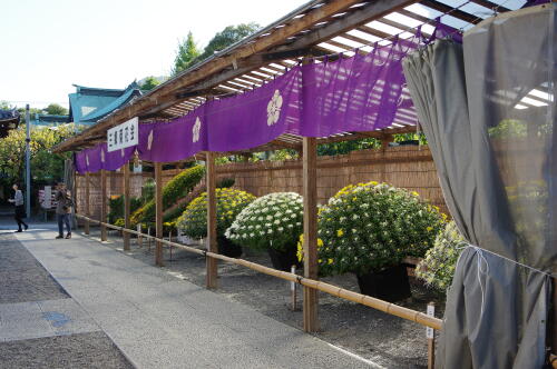 亀戸天神社 菊まつり