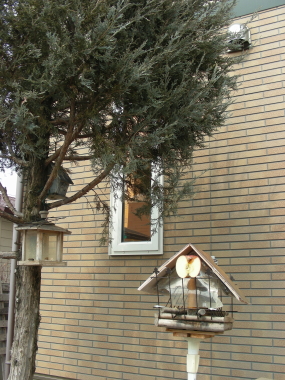 2017-04-04niwa-nite (1).JPG