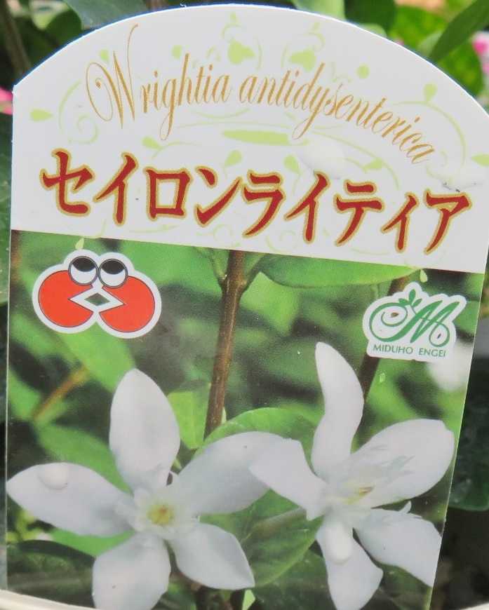 時間に余裕 花はセイロンライティア ヒメマツバボタン だい のひとりごと 楽天ブログ