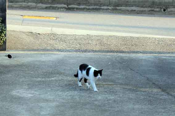 我が家のニャンコ♪2013/10/16-3