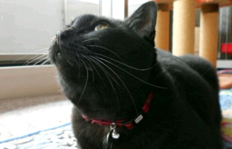 20160717みーこ17-3