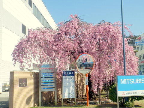 三菱の枝垂桜-2