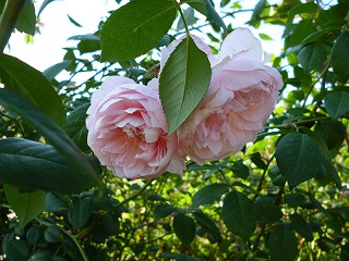 P1260371ss.jpg