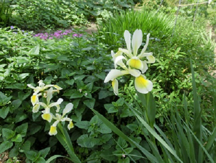 オープンガーデン