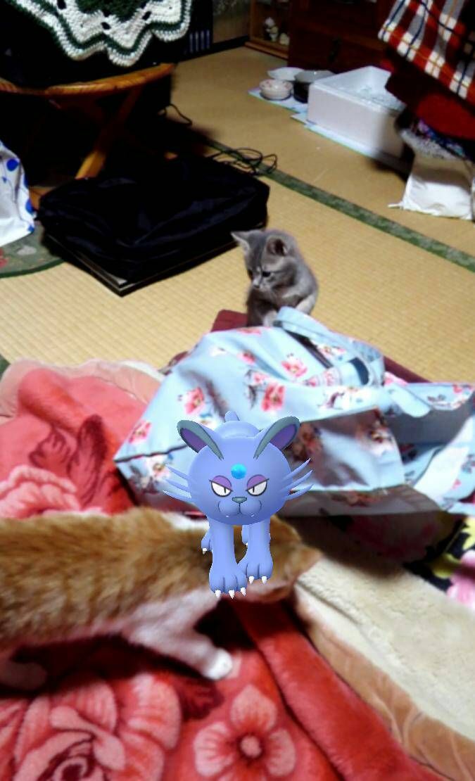 ポケモンgoと猫 本音 言っちゃいます 楽天ブログ