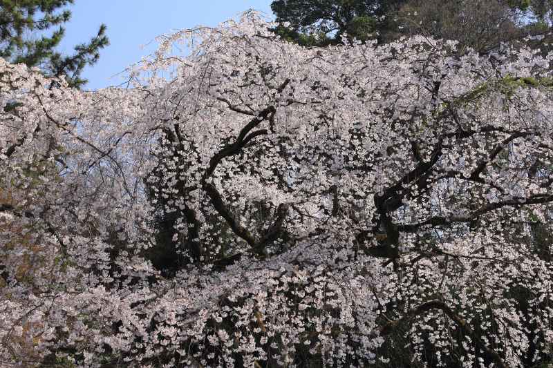 京都御苑_002.jpg