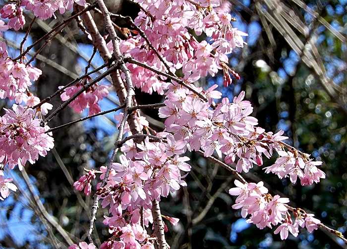 紅枝垂れ桜8