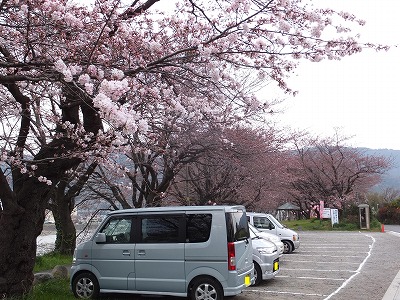 20140329大口桜