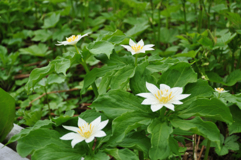 キムガサ草