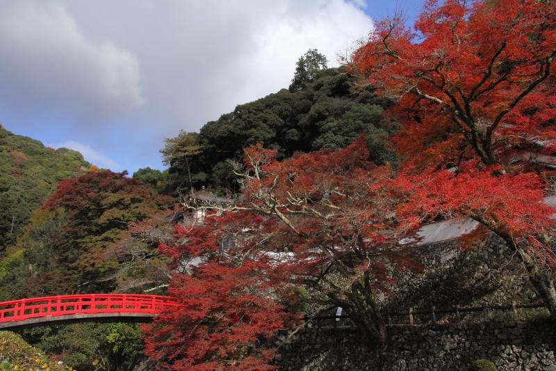 箕面公園_4-3・瑞雲橋と紅葉.jpg