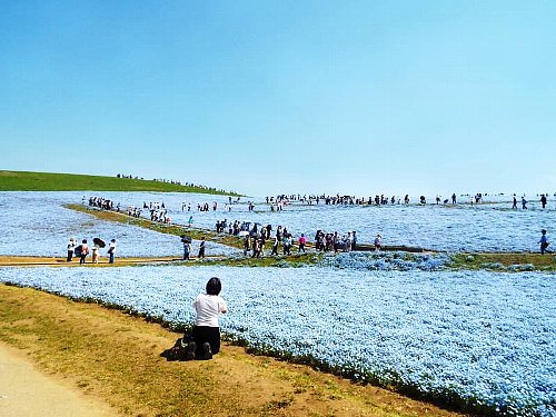 Nemophila-113-b.jpg