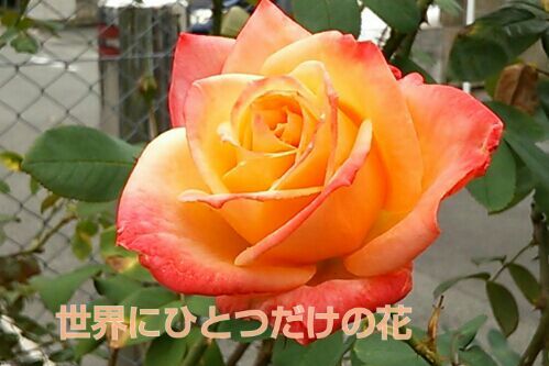 rblog-20161123142526-00.jpg
