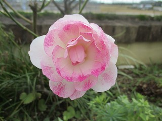 IMG_6036ss.jpg