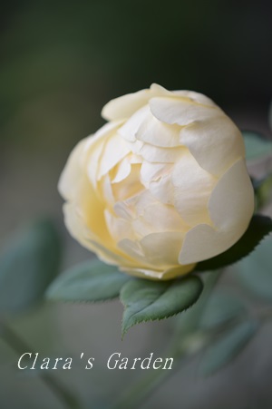 DSC_0003.JPG