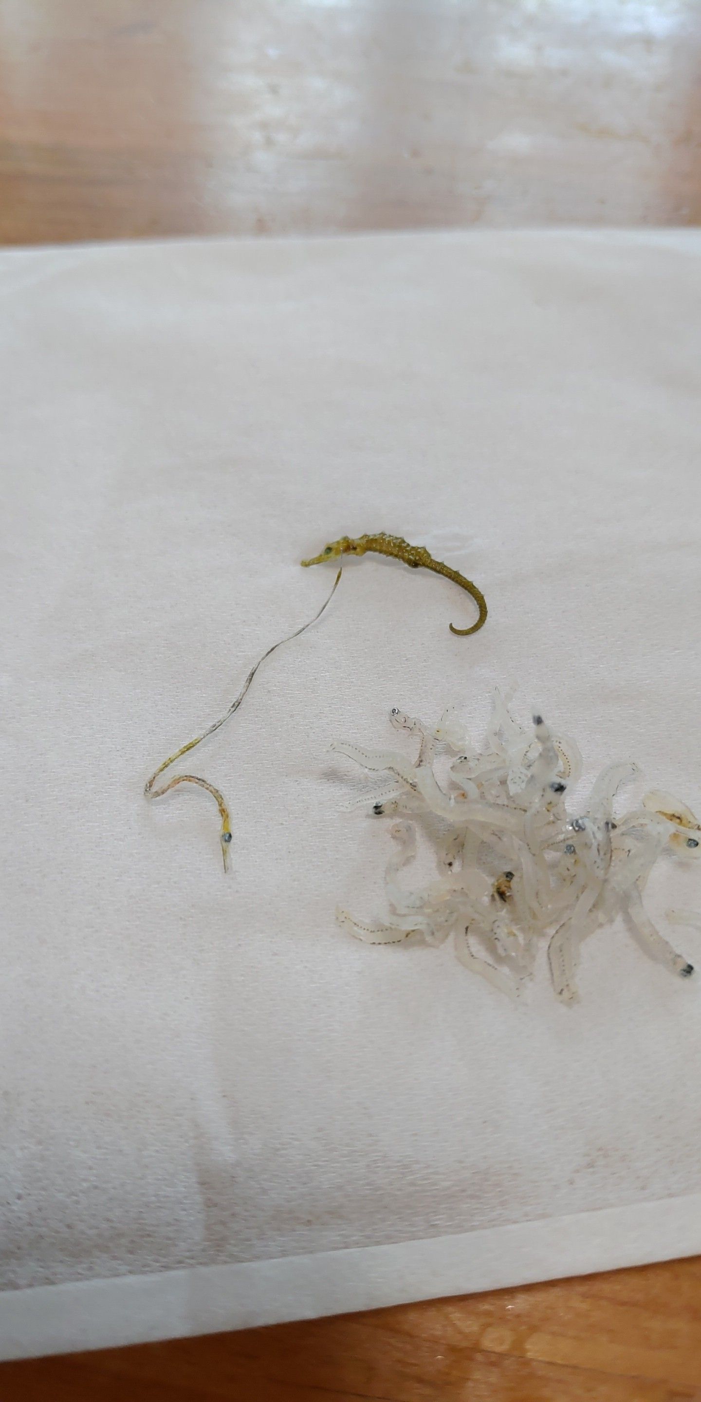 タラ 寄生 虫 たらやニシンの寄生虫アニサキス予防 加熱や冷凍で死滅 温度や時間は タラ 寄生 虫 たらやニシンの寄生虫アニサキス予防 加熱や冷凍で死滅 温度や時間は
