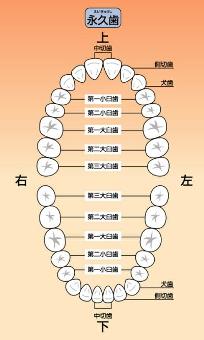 歯