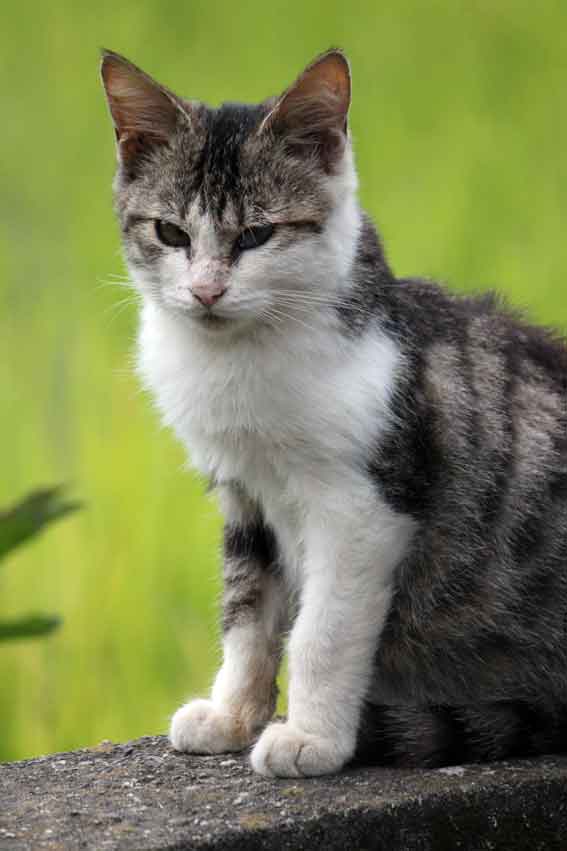 我が家のニャンコ♪2013/11/11-2