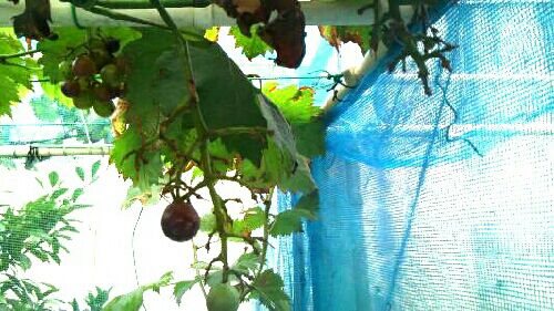 rblog-20150801222029-01.jpg