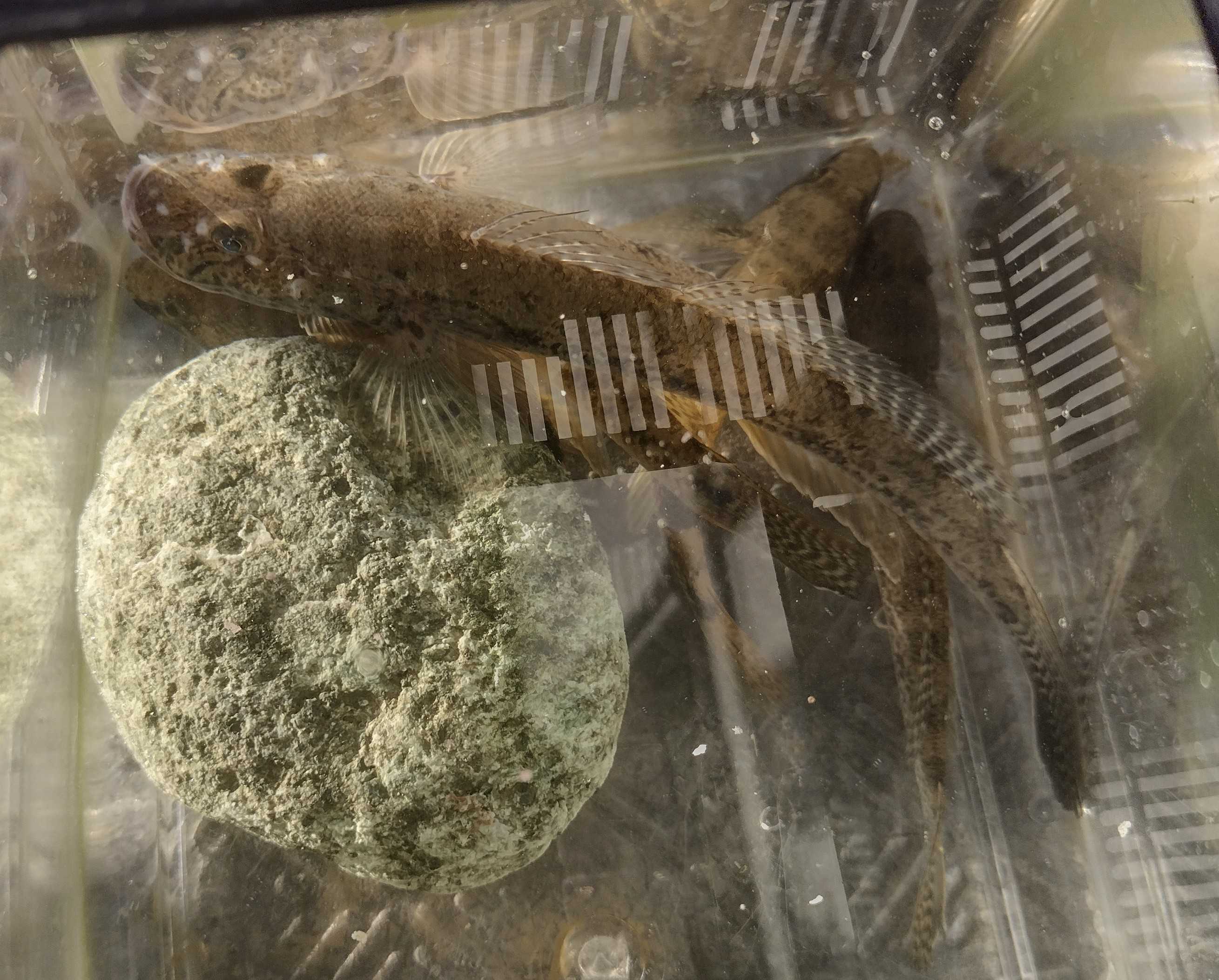 水槽のマハゼ達 ドンコハゼワールド 楽天ブログ