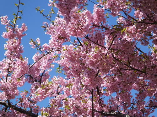 多摩川土手の河津桜