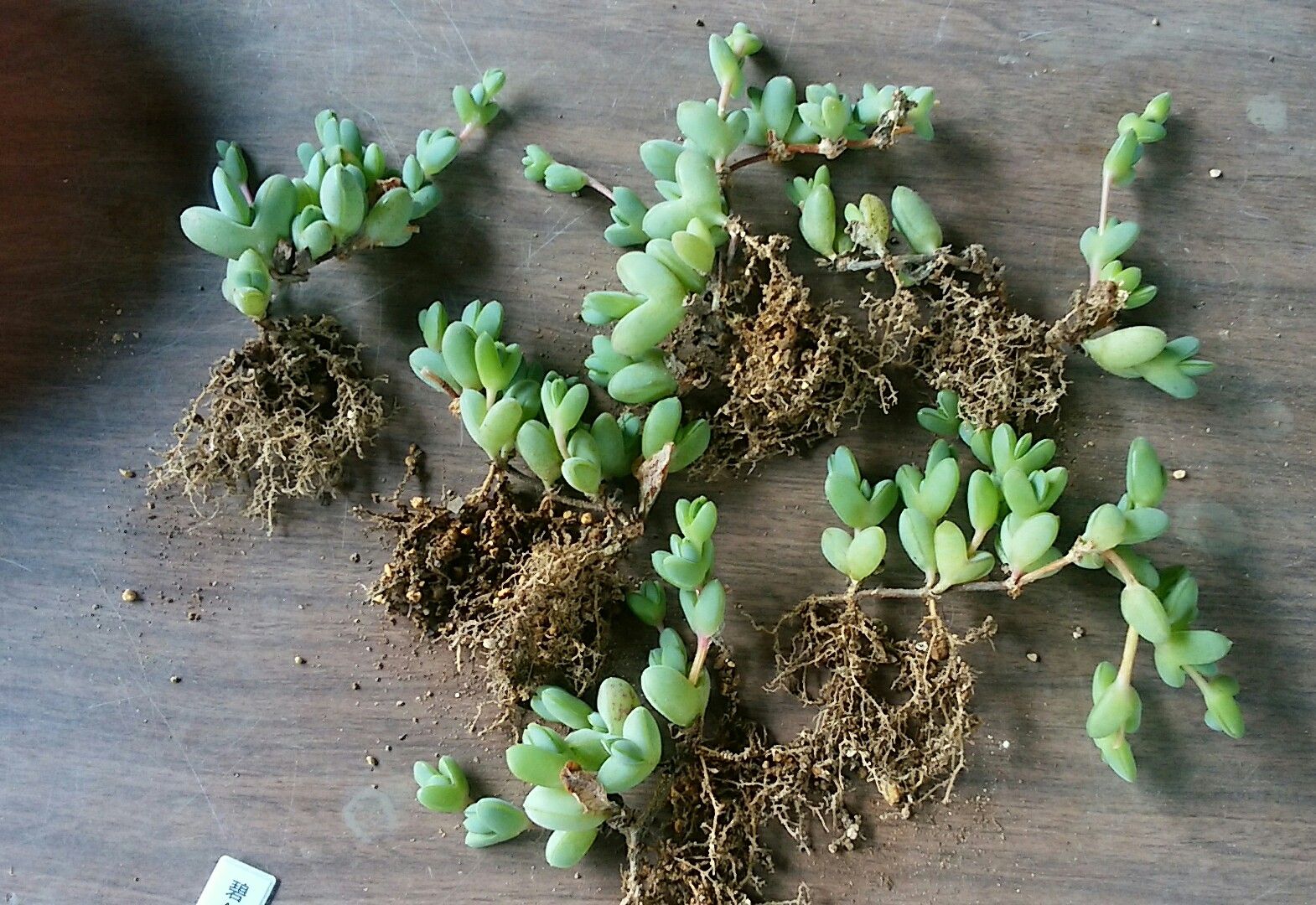 碧魚連 植え替え 挿し穂 さぼてん日和 楽天ブログ