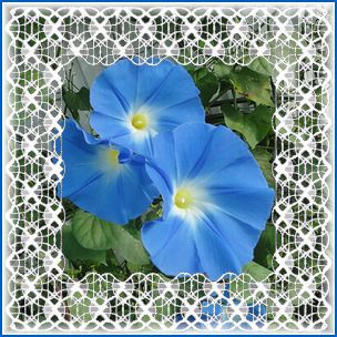 今日のヘブンリーブルーのお花は何個?