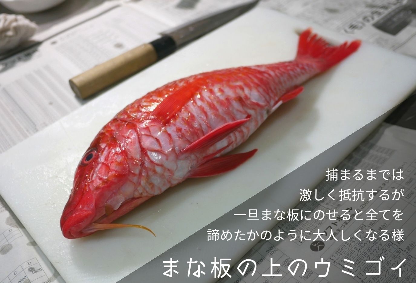 まな板の上のウミゴイ ウミゴイの刺身 若葉マークのお魚クック 楽天ブログ