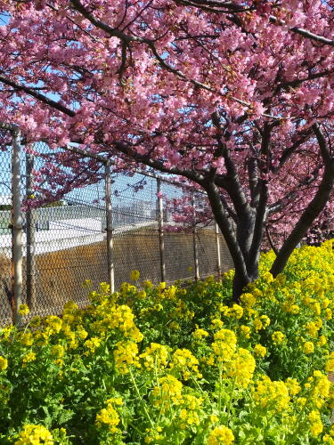 三浦海岸の河津桜