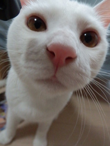 猫のふりが得意なぷく