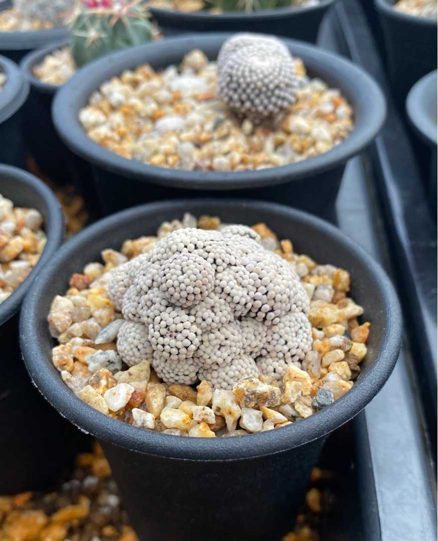 マミラリア - ルエッティ　サボテン カキコ マミラリア - ルエッティ サボテン カキコ マミラリア - ルエッティ