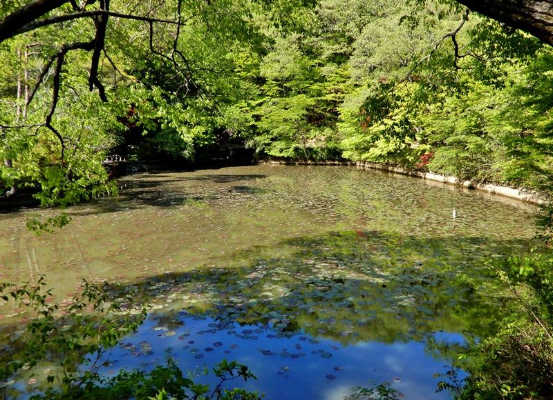 長谷池6