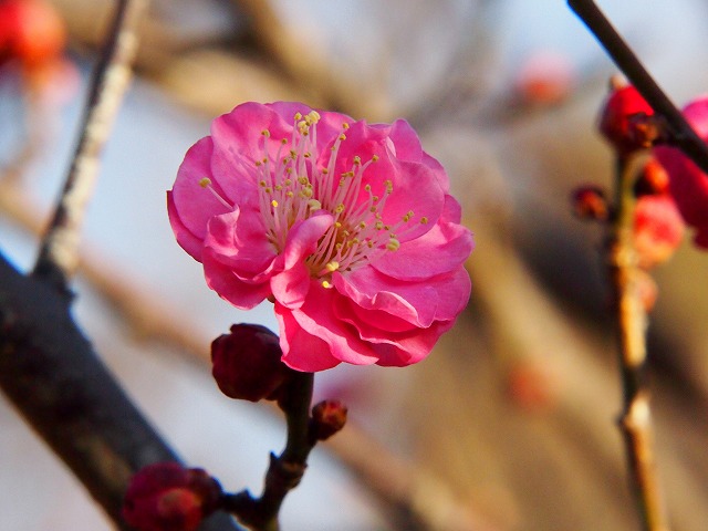 P1020199.jpg