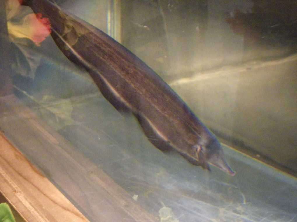 IMGP0067.JPG
