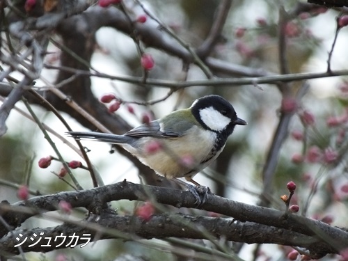 シジュウカラ