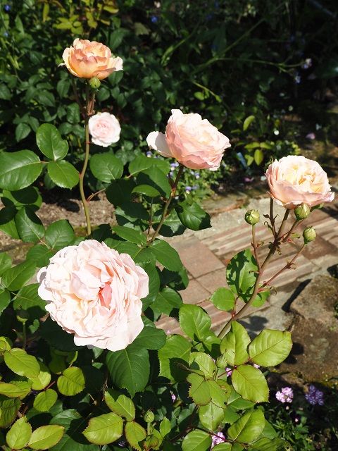 うちのプリンセス シャルレーヌ ドゥ モナコは何か違うぞ 素敵なバーガンディ アイスバーグとブルー ムーン ピーチヒルの薔薇日記 楽天ブログ