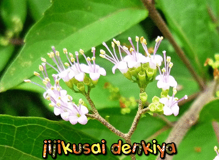 紫式部の花・スイカ9個目収穫 | じじくさい電気屋のブログ - 楽天ブログ