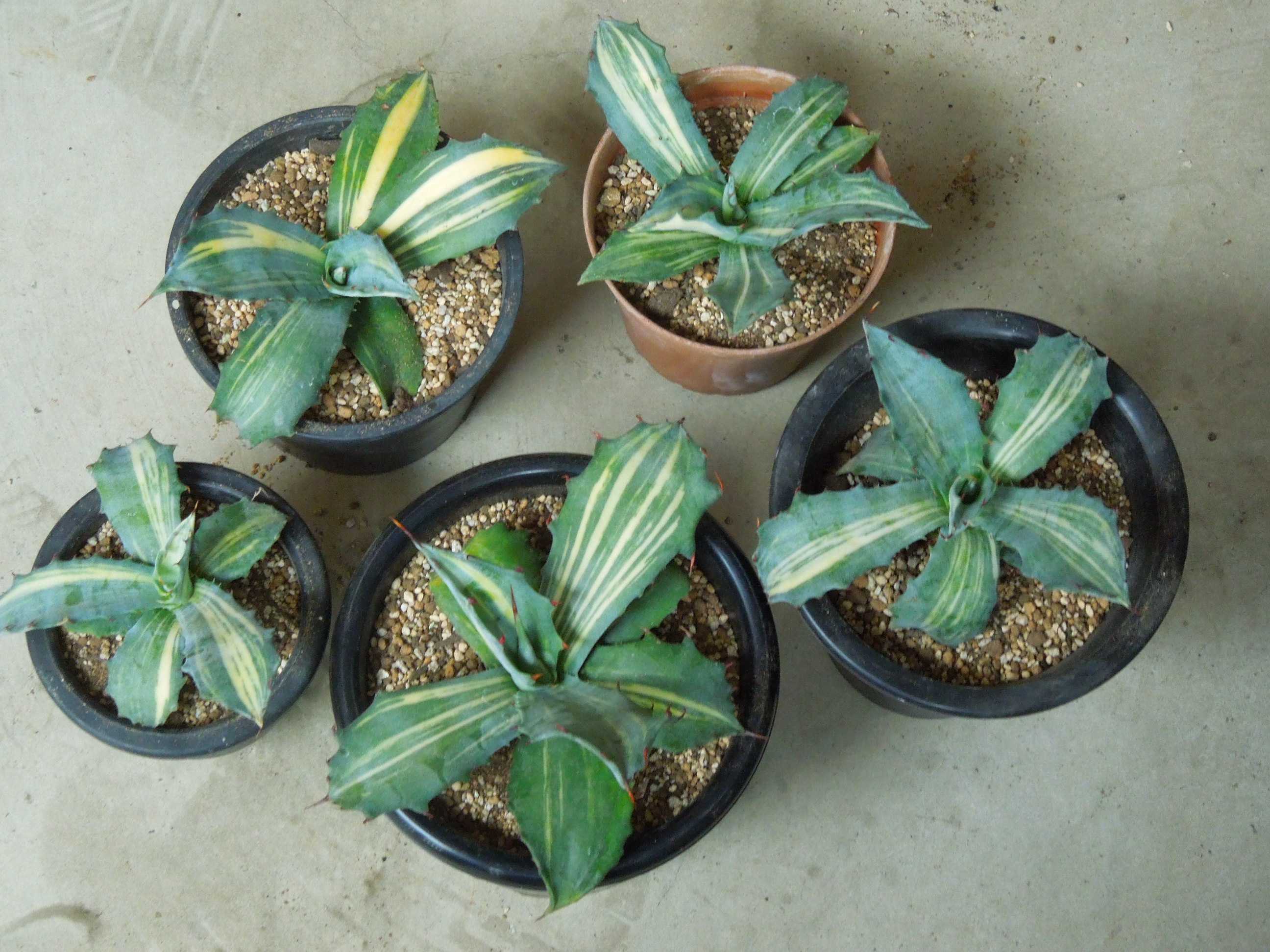 アガベ サルミアナ、大株、8号鉢 アガベ サルミアナ、大株、8号鉢