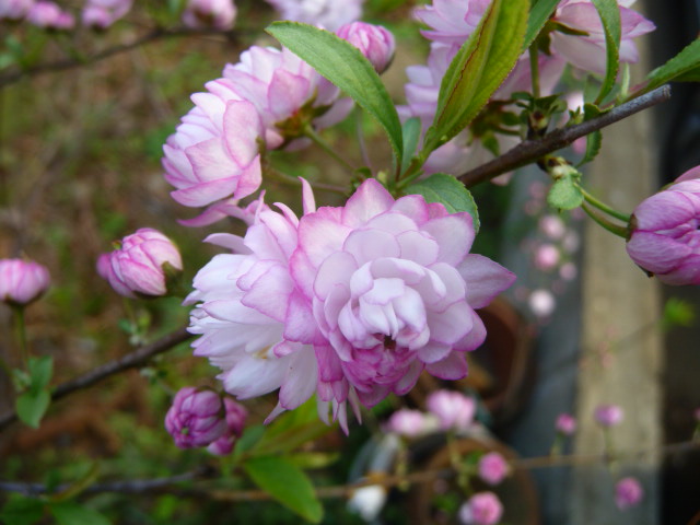750 庭桜