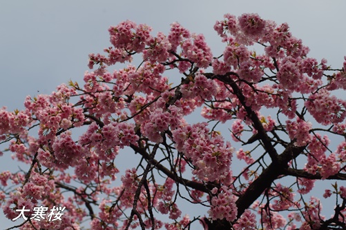 大寒桜