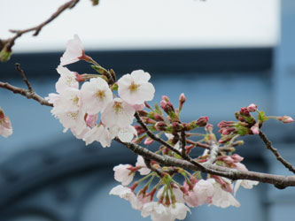 Sakura36