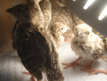 2013/04/20(3)