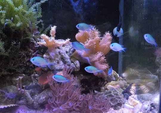 水槽内容まとめてみました（＾＾）海水魚編その2 | 私と小さな