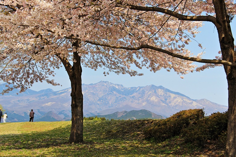 ５．アメリカ桜.JPG