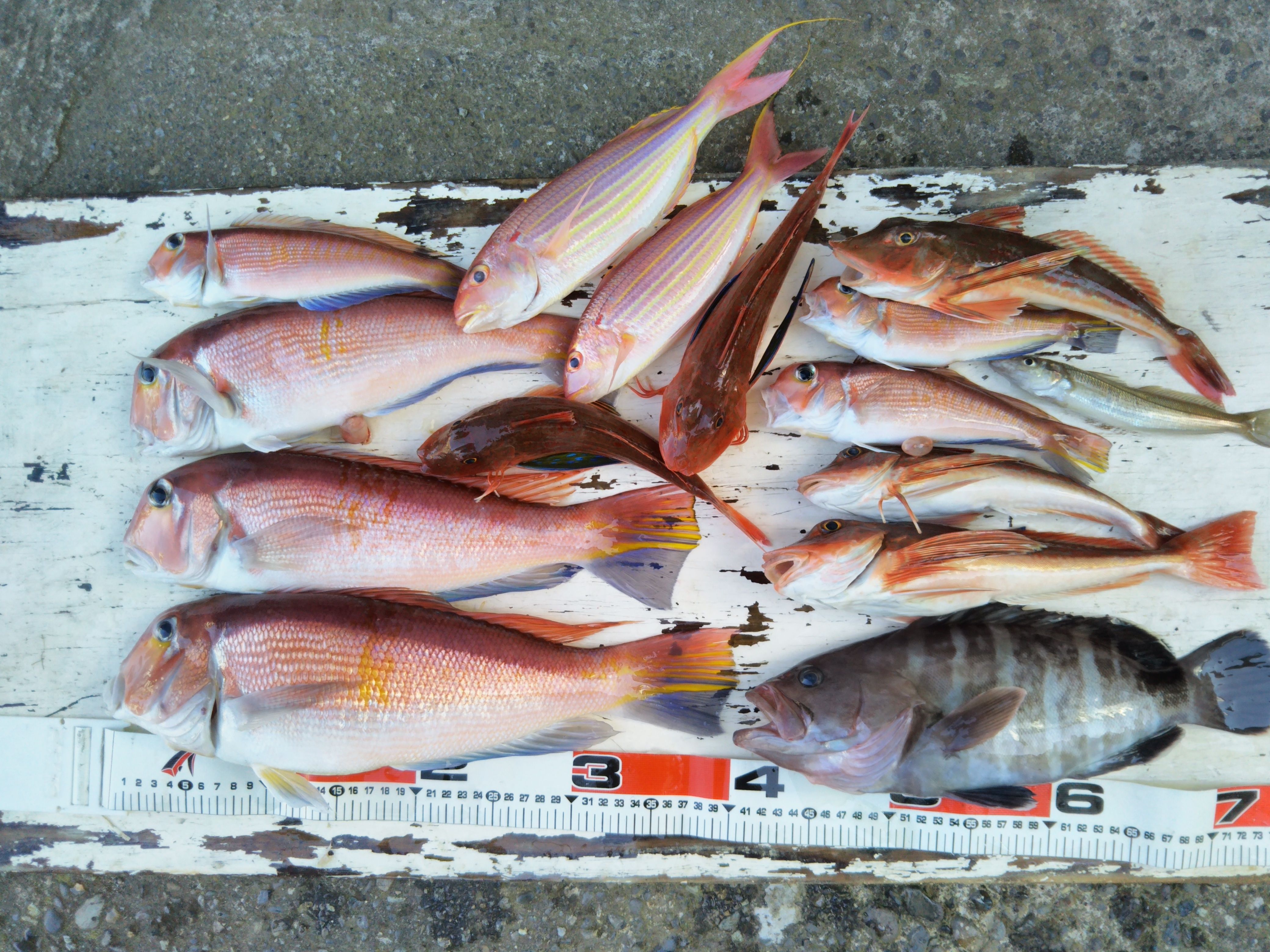 今日のアマダイ釣り ゆ 葉山 なごみ荘 シェアハウスオーナーの釣り日記 楽天ブログ