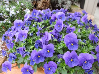 IMG_0836ss.jpg