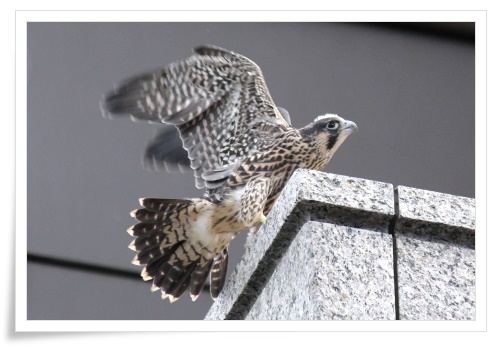 県庁舎のハヤブサ-9 14.5.27