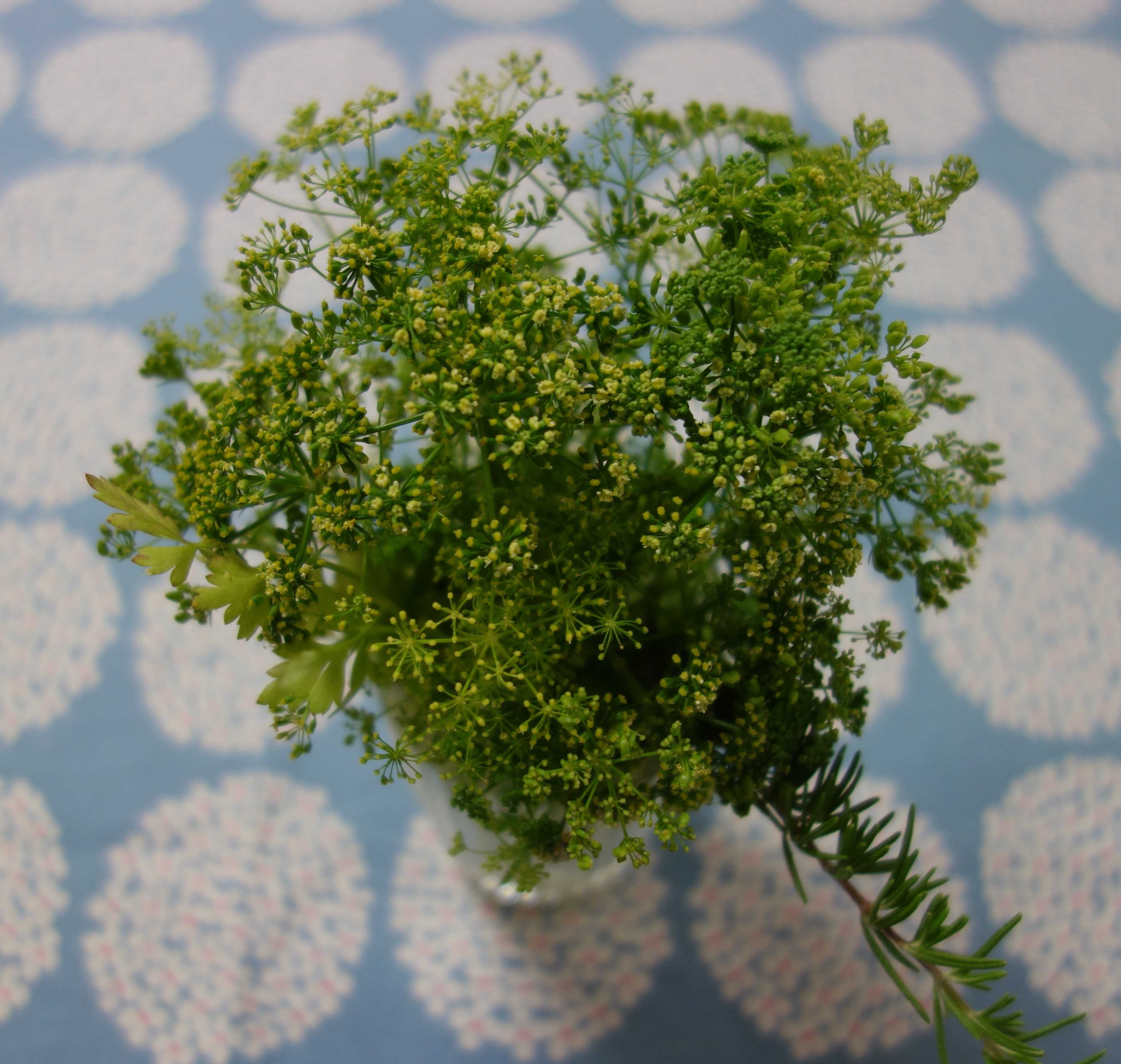 パセリとイタリアンパセリ きのう何食べた Memorandum Diary 楽天ブログ