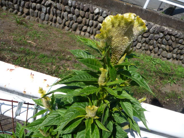173 鶏頭、黄色