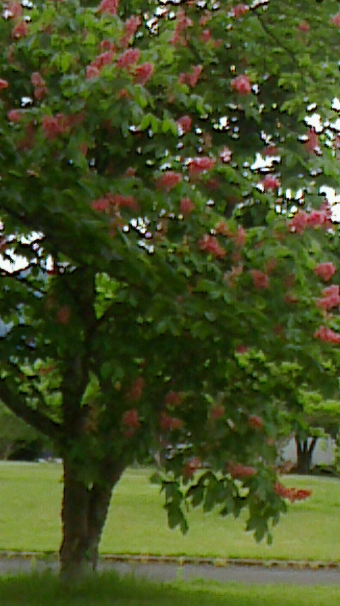 NEC_0920.JPG