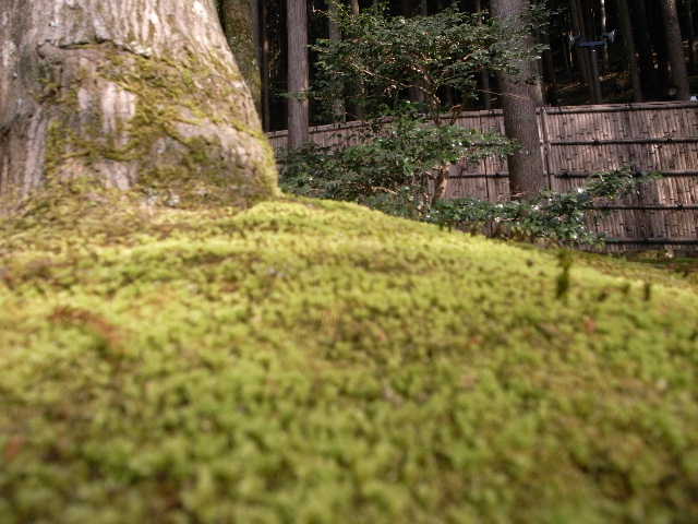 RIMG12986.JPG